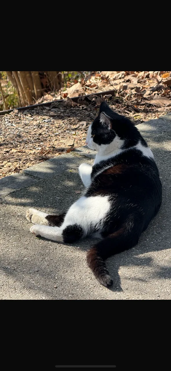 Kater Milo terrorisiert ein ganzes Quartier in Uster.